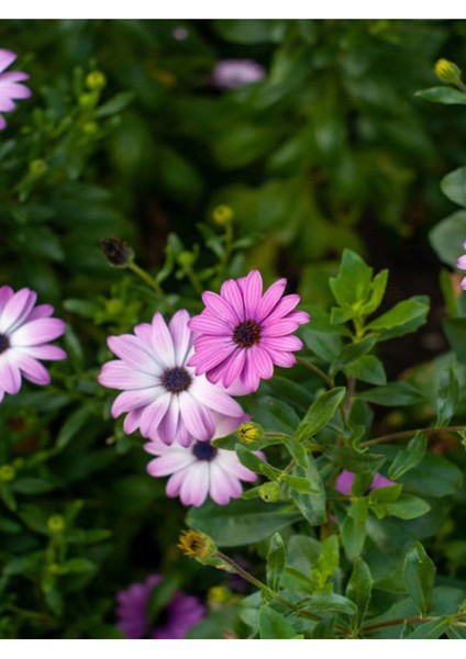 Videolu 1 Adet Pembe Bodrum Papatyası Çiçeği 20-40CM Tüplü Çiçekli Bodur Bitkiler Bodrum Daisy