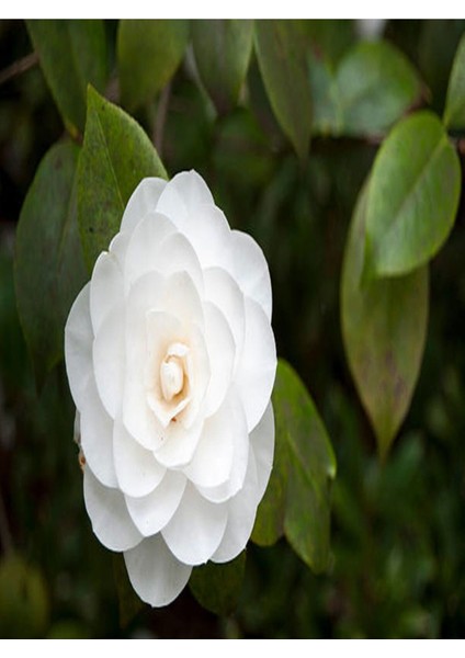 Videolu 3'lü Beyaz Kamelya Çiçeği Fidanı 30-60 cm Tüplü Çiçekli Bodur Bitkiler Camellia Flower