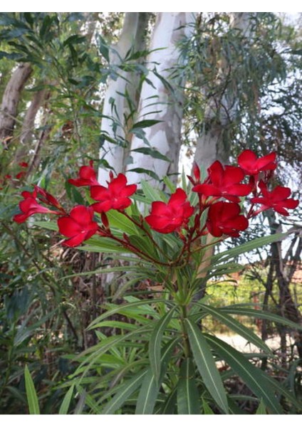 Videolu Zakkum Çiçeği Çok Yıllık (50 60 Cm)1 Adet Saksılı/tüplü Dış Mekan Bitkisi Nerium Oleander