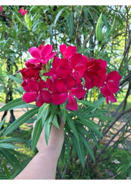Videolu Zakkum Çiçeği Çok Yıllık (50 60 Cm)1 Adet Saksılı/tüplü Dış Mekan Bitkisi Nerium Oleander