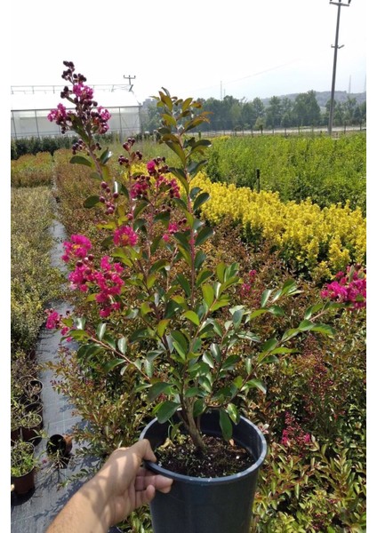 Videolu Pembe Çiçekli Oya Ağacı Fidanı (30 60 Cm)10 Adet Saksılı Dış Mekan Lagerstroemia Indica