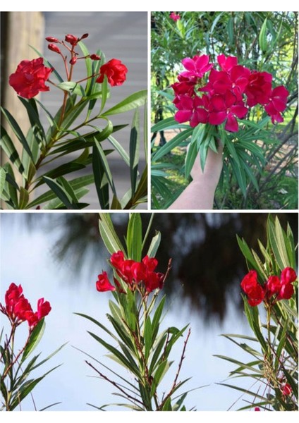 Bitkim Sende Videolu Zakkum Çiçegi Kırmızı Renk (70 100 Cm) 1 Adet Tüplü Zakkum Fidanı Red Oleander