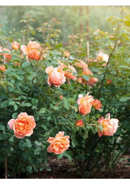 Videolu Yediveren Somon Rengi Kokulu (50 80 Cm) Saksılı Aşılı Gül User Salmon Pink Rose modelleri