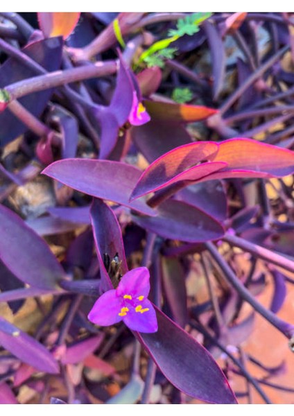 Videolu Telgraf Çiçeği Kara Sevda (20 40)Cm 1ADET Saksılı Çiçekli Iç Dış Mekan Bitkisi Tradescantia