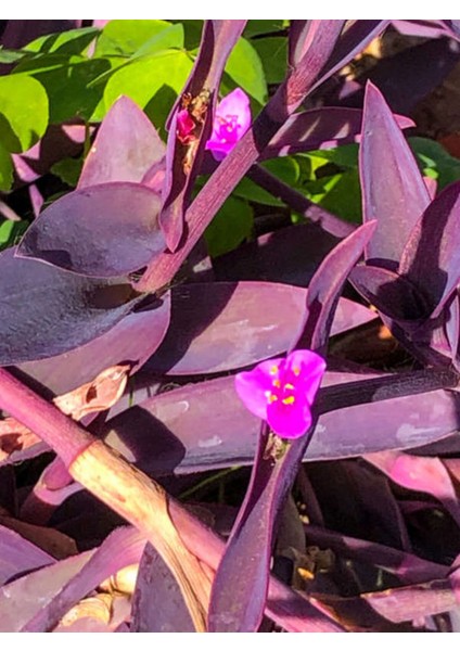 Videolu Telgraf Çiçeği Kara Sevda (20 40)Cm 1ADET Saksılı Çiçekli Iç Dış Mekan Bitkisi Tradescantia