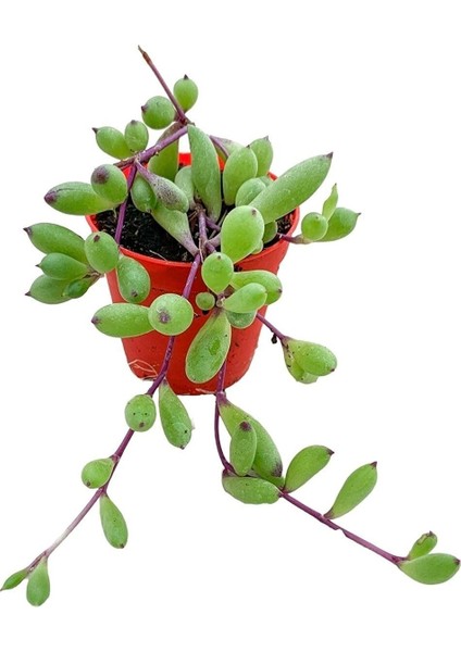 Othonna Capensis Sukulent Bitki Yakut Kolyesi 5.5 Saksıda