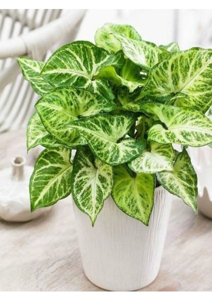 Melek Kanadı Xl Iç Mekan Bitkisi (Syngonium Podophyllum 'white Butterfly')