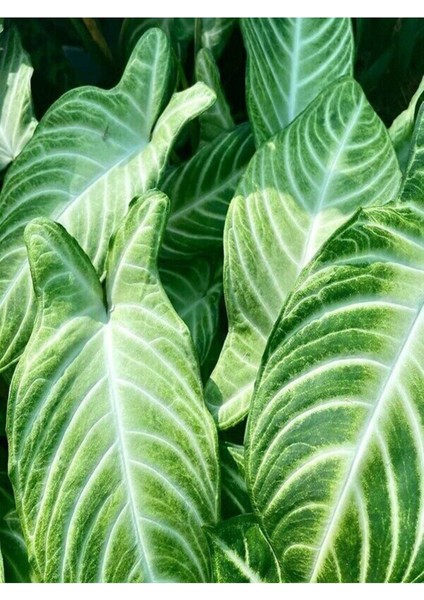 Melek Kanadı Xl Iç Mekan Bitkisi (Syngonium Podophyllum 'white Butterfly') fiyatları