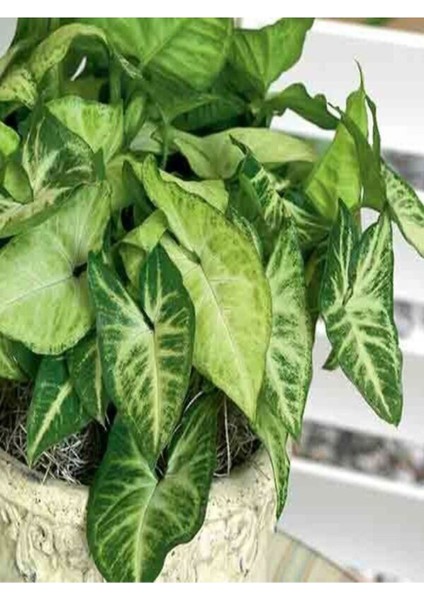 Melek Kanadı Xl Iç Mekan Bitkisi (Syngonium Podophyllum 'white Butterfly') modelleri