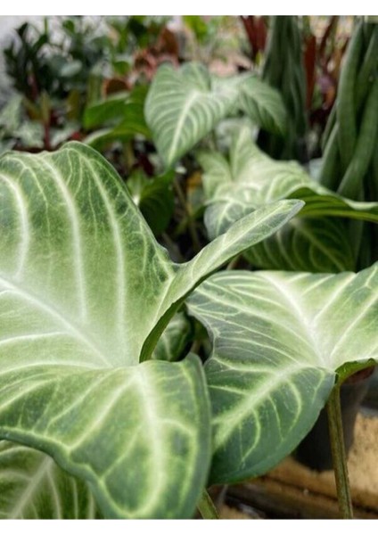 Melek Kanadı Xl Iç Mekan Bitkisi (Syngonium Podophyllum 'white Butterfly') fırsatları