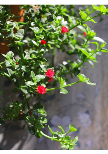 Videolu Buz Çiçeği Mezarlık Kabir Çiçeği (10 15 Cm)45 Adet Dış Mekan Süs Bitkisi Yer Örtücü modelleri