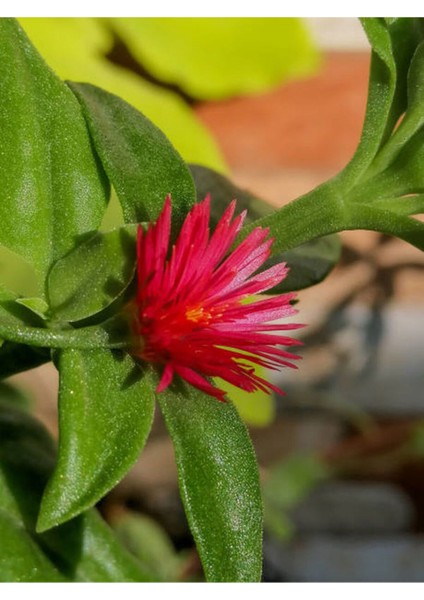 Videolu Buz Çiçeği Mezarlık Kabir Çiçeği (10 15 Cm)45 Adet Dış Mekan Süs Bitkisi Yer Örtücü fırsatları