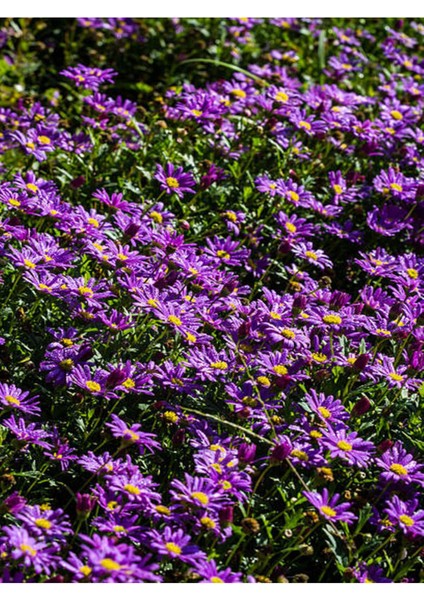 Videolu Acem Halısı Mezarlık Kabir Çiçeği (5 15CM)35 Adet Dış Mekan Bitkisi Drosanthemum Floribundum