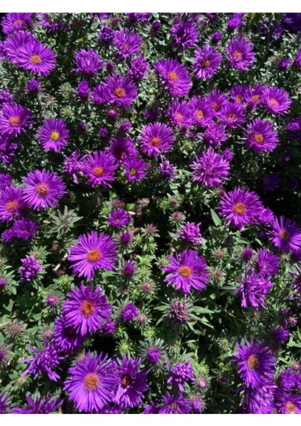 Videolu Acem Halısı Mezarlık Kabir Çiçeği (5 15CM)35 Adet Dış Mekan Bitkisi Drosanthemum Floribundum modelleri