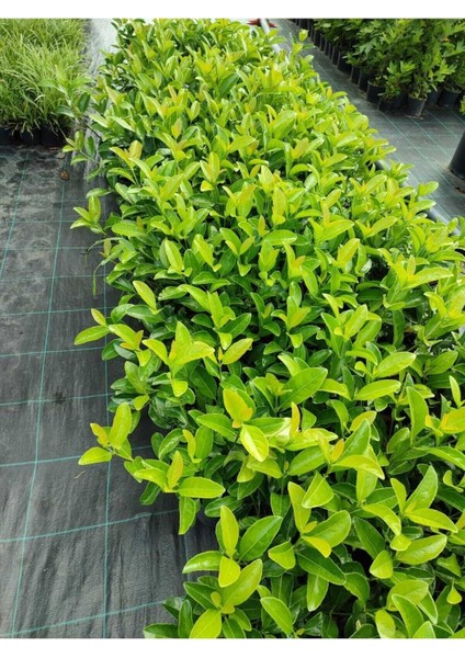 Videolu Çit Bitkisi Kartopu (15 25 Cm)1 Adet Saksılı Dış Mekan Bitkisi Viburnum Lucidum