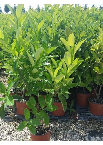 Videolu Çit Bitkisi Kartopu (15 25 Cm)1 Adet Saksılı Dış Mekan Bitkisi Viburnum Lucidum