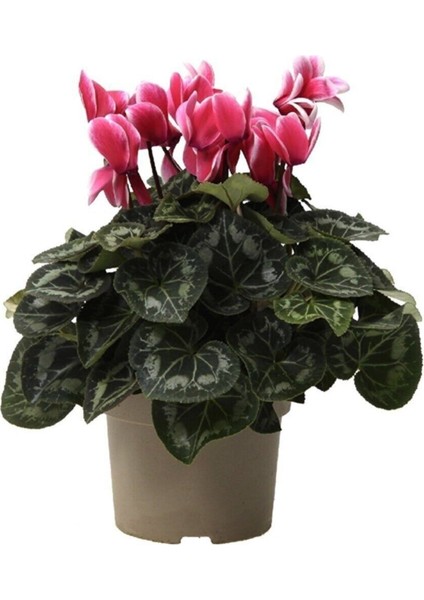 Pembe Siklamen Çiçeği