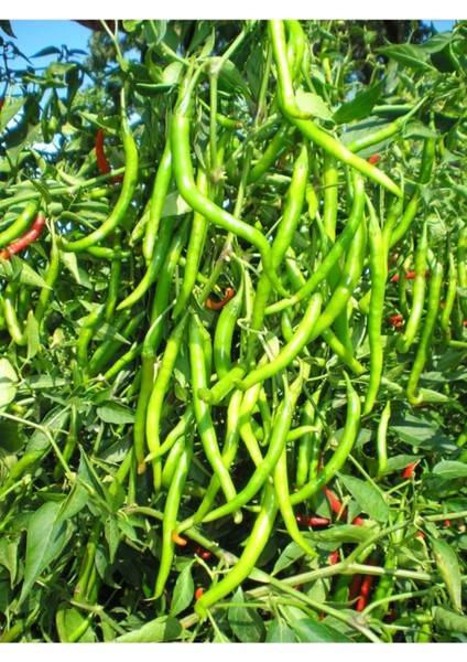 Doğal Sivri Biber Sebze Tohumu Tatlı Kıl 100 Ad. Yerli Tohum