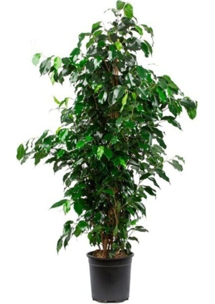 Ficus Benjamin Salon Bitkisi 60-100CM