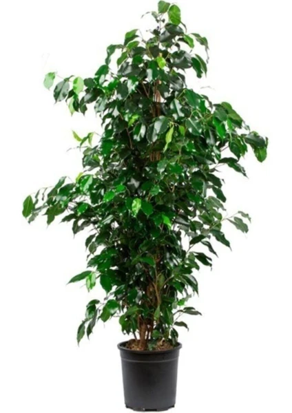 Bitkim Sende Ficus Benjamin Salon Bitkisi 60-100CM