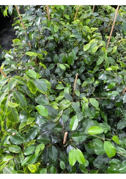 Ficus Benjamin Salon Bitkisi 60-100CM