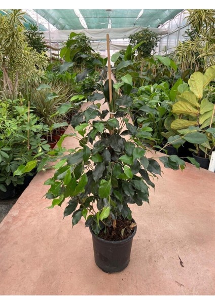 Ficus Benjamin Salon Bitkisi 60-100CM