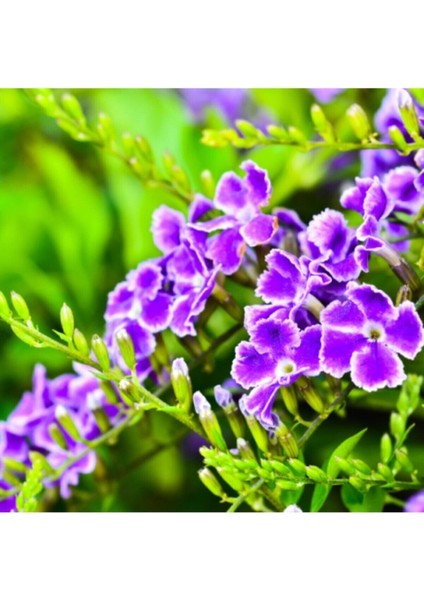 Beni Unutma Mor Duranta Çalısı-Ağaç Menekşesi