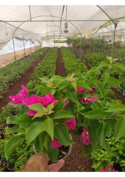 Saksılı Bodur (Üzeri Çiçekli ) Fuşya Begonvil Fidanı