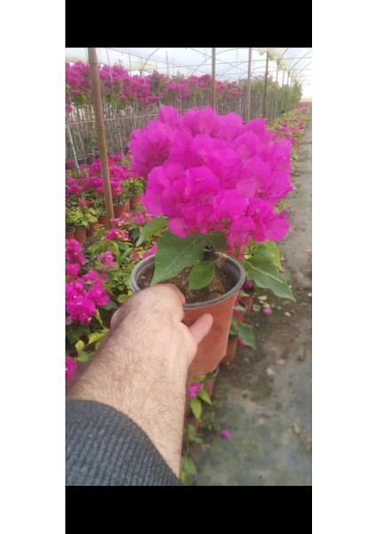 Saksılı Bodur (Üzeri Çiçekli ) Fuşya Begonvil Fidanı fiyatları