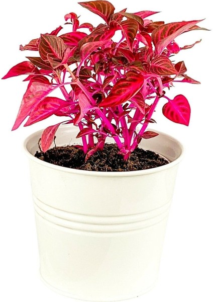 Iresine Herbstii - Çingene Şalvarı Bitkisi Büyük Saksılı 40-50 cm