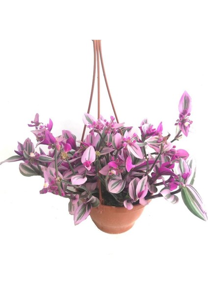 Telgraf Çiçeği Askılı Saksı, Pembe