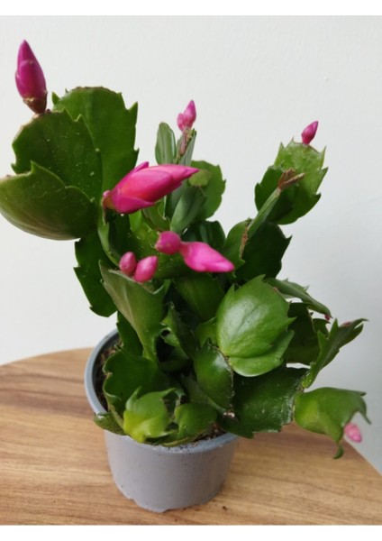 Schlumbergera Purple-Kaktüs-Yılbaşı Çiçeği