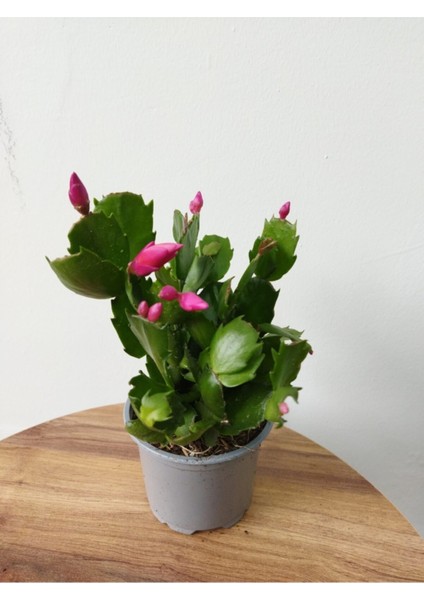 Schlumbergera Purple-Kaktüs-Yılbaşı Çiçeği