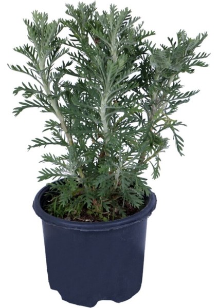 Sarı Papatya - Sarı Çalı Papatyası (Euryops Pectinatus) Saksı'da