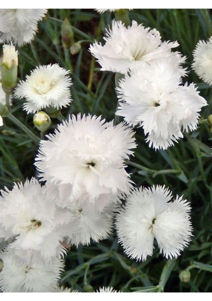 Videolu Beyaz Karanfil (15-30 Cm) 1 Adet Saksılı Çiçekli Bodur Bitki Dianthus Caryophyllus fiyatları