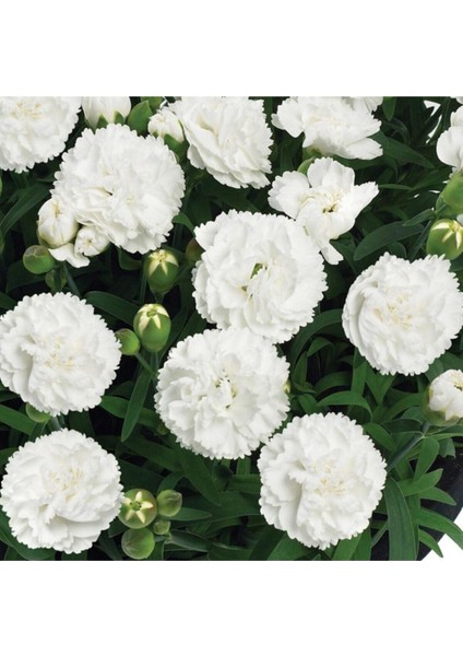 Videolu Beyaz Karanfil (15-30 Cm) 1 Adet Saksılı Çiçekli Bodur Bitki Dianthus Caryophyllus modelleri