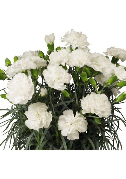 Videolu Beyaz Karanfil (15-30 Cm) 1 Adet Saksılı Çiçekli Bodur Bitki Dianthus Caryophyllus fırsatları