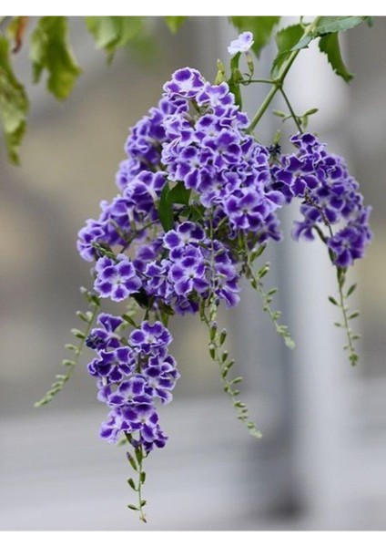 Duranta Çalısı - Ağaç Menekşesi- (Duranta Erecta)