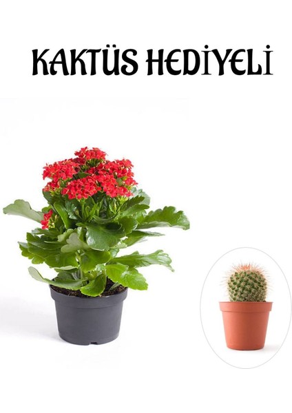 Kadınlar Gününe Özel Kırmızı Renk Kalanşo-Emel Hanım Çiçeği Kaktüs Hediyeli