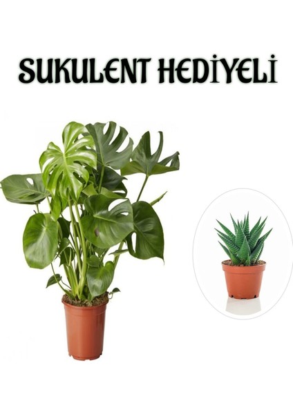 Parlak Geniş Yapraklı Deve Tabanı Bitkisi Kadınlar Gününe Özel Sukulent Hediyeli