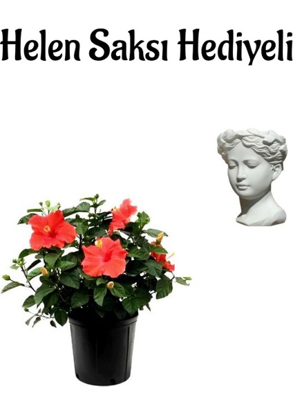 Kadınlar Gününe Özel Kırmızı Renk Japon Gülü(Hibiscus Rosa) Helen Saksı Hediyeli