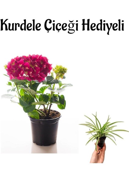 Fuşya Renkli Ortanca Çiçeği Kadınlar Gününe Özel Kurdele Çiçeği Hediyeli