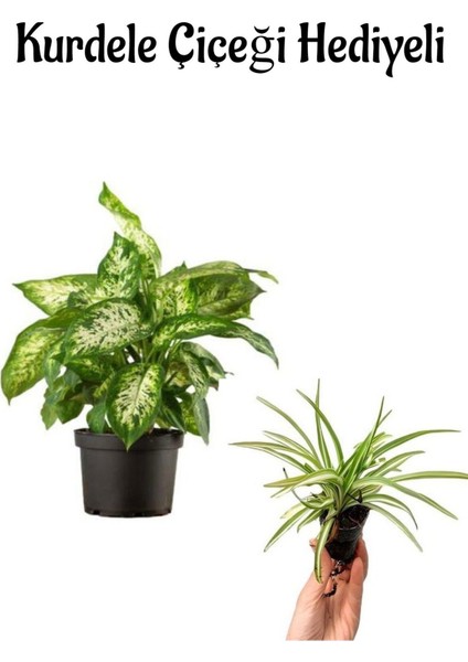 Hediyelik Difenbahya Bitkisi Kadınlar Gününe Özel Kurdele Çiçeği Hediyeli