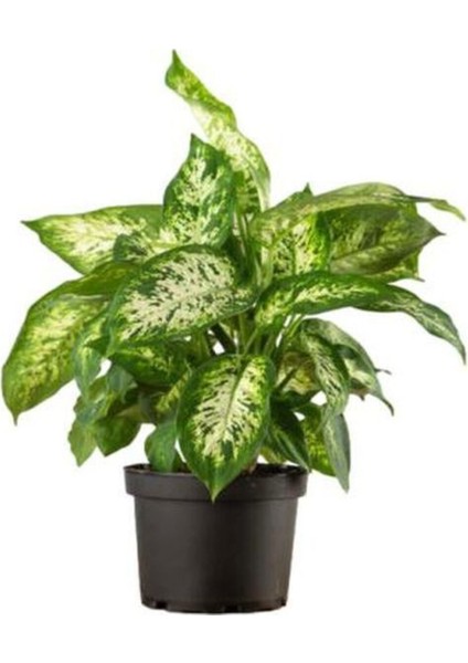 Hediyelik Difenbahya Bitkisi Kadınlar Gününe Özel Kurdele Çiçeği Hediyeli fiyatları