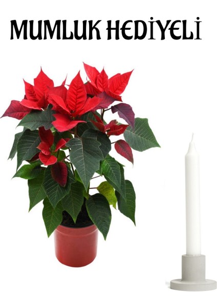 Sevgililer Günü Hediyesi Atatürk Çiçeği Mumluk Hediyeli Ofis Bitkisi