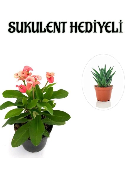 Pembe Çiçekli Kaktüs Milli Dikenler Tacı Kadınlar Gününe Özel Sukulent Hediyeli