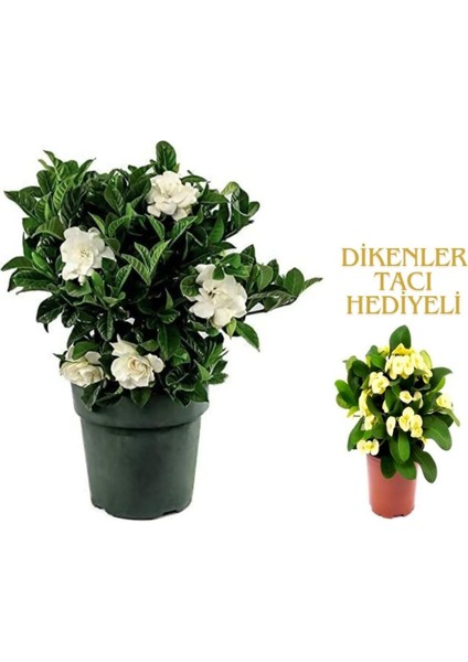 Videolu 1 Adet Sevgililer Gününe Özel Gardenya Çiçeği 20-30CM Saksılı Dikenler Tacı Hediye Gardenia