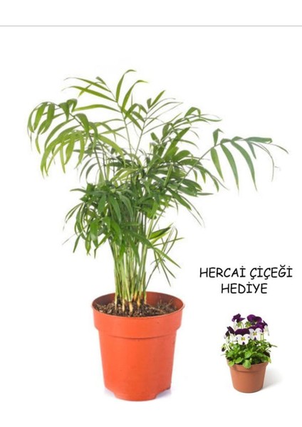 Videolu Kadınlar Gününe Özel Hercai Çiçeği Hediyeli Areka (20 30 Cm)1 Adet Areca