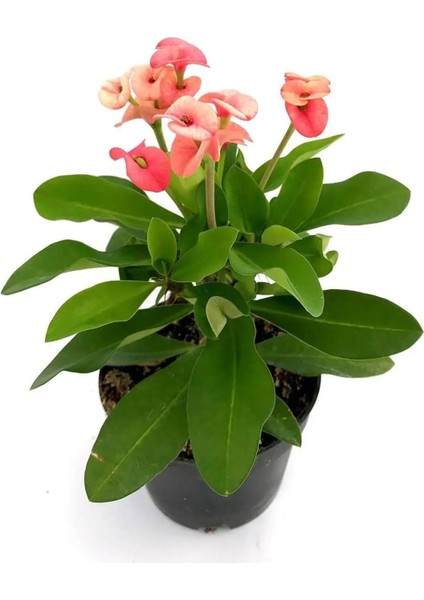 Videolu 1 Adet Pembe Renk Dikenler Tacı Çiçeği 10-20 cm Tüplü Çiçekli Bodur Bitkilereuphorbia Milii