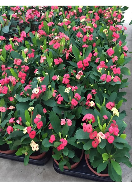 Videolu 1 Adet Pembe Renk Dikenler Tacı Çiçeği 10-20 cm Tüplü Çiçekli Bodur Bitkilereuphorbia Milii fiyatları